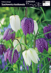 Szachownica Kostkowata 10 szt.