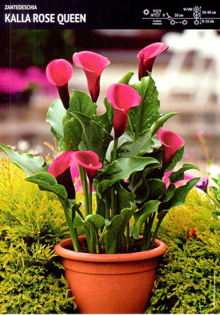 Zantedeschia- Kalla Rose Queen- 1 szt