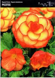 Begonia Dwukolorowa Picotee 1 szt.