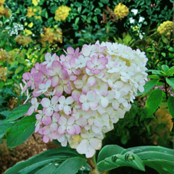 Hortensja bukietowa 'Vanilla Frise' - Sadzonka 30-40 cm