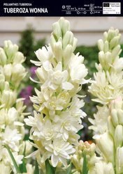 Tuberoza Wonna - 1 szt.