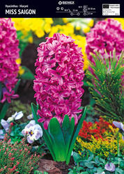 Hiacynt Miss Saigon 3 szt.