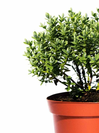 Hebe Veronica Zimozielone - 20 szt. pakiet