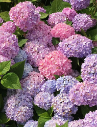 Hortensja Ogrodowa 'Bouquet Rose' – Sadzonka 45-60 cm