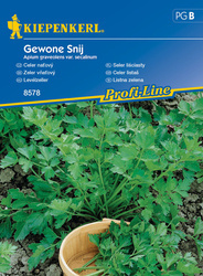 Seler liściasty ,,Gewone Snij’’- Kiepenkerl