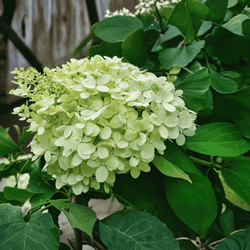 Hortensja Bukietowa 'Magical Candle Bokraflame'  – Sadzonka 40-60 cm