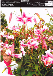 Lilia Drzewiasta Anastasia 1 szt.