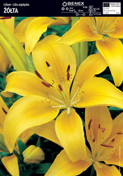 Lilia Azjatycka Żółta 1 szt.