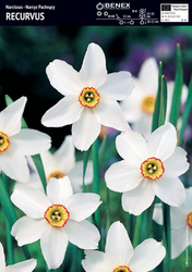 Narcyz Recurvus 5 szt.