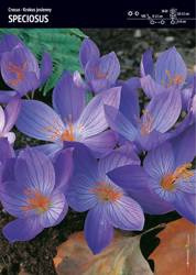 Krokus okazały jesienny Speciosus 30 sztuk