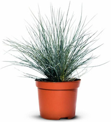 Kostrzewa sina – niebieska trawa - 30 szt. pakiet