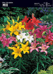 Lilia Azjatycka Mix - 15 szt.