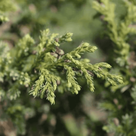 Jałowiec Chiński 'Blue Alps' – Sadzonka 20-30 cm