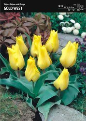 Tulipan ‘Gold West’ - 7 szt.