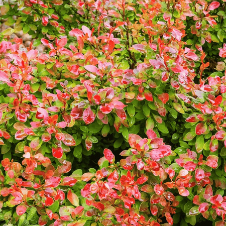 Berberys Thunberga 'Florence' - Sadzonka 15-25 cm