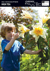 Lilia Drzewiasta High Tea 1 szt.