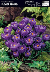 Krokus Wielkokwiatowy Flower Record 10 szt.