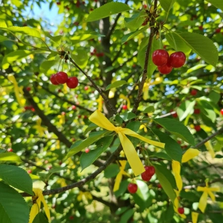 Żółte tasiemki na mszyce Vegano 20 szt