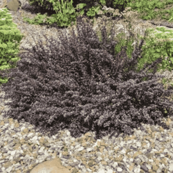 Berberys Thunberga 'Atropurpurea Nana' – Sadzonka 30-40 cm