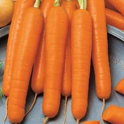 Marchew Flyaway odporna - Kiepenkerl