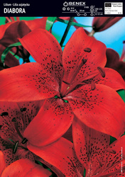 Lilia Azjatycka Diabora 1 szt.
