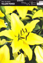 Lilia Azjatycka Yellow Power 1 szt.