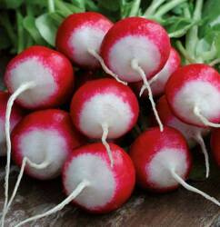 Rzodkiewka Poloneza - Kiepenkerl