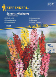 Lwia paszcza mieszanka na kwiaty cięte