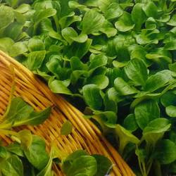 Roszponka Vit - Kiepenkerl