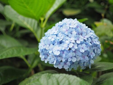 Hortensja Ogrodowa 'Nikko Blue' – Sadzonka 45-60 cm