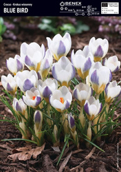 Krokus Blue Bird 10 szt.