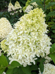 Hortensja Bukietowa 'Bobo' – Sadzonka 30-40 cm