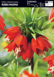 Szachownica Cesarska Rubra Maxima 1 szt.