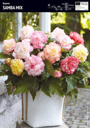 Begonia Dla Kolekcjonera Samba Mix 3 szt.