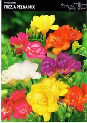 Frezja Podwójna Mix - 5 szt.
