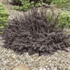 Berberys Thunberga 'Atropurpurea Nana' – Sadzonka 30-40 cm