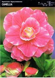 Begonia Dwukolorowa Camellia 1 szt.