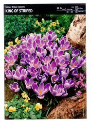 Krokus Wielkokwiatowy ‘King Of Striped’ - 30 szt.