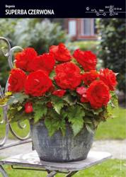 Begonia Superba - Czerwona 1 szt.