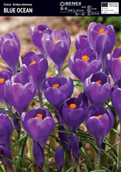 Krokus Wielkokwiatowy Blue Ocean 10 szt.