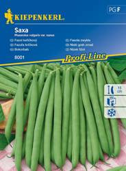 Fasola zwykła Saxa Phaseolus vulgaris var. nanus