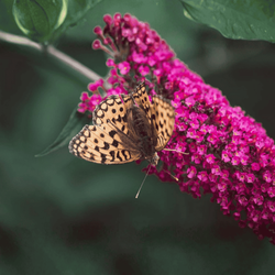 Budleja Davida 'Candy Little Ruby' – Sadzonka 25-30 cm