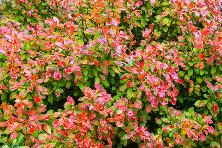 Berberys Thunberga 'Florence' - Sadzonka 15-25 cm