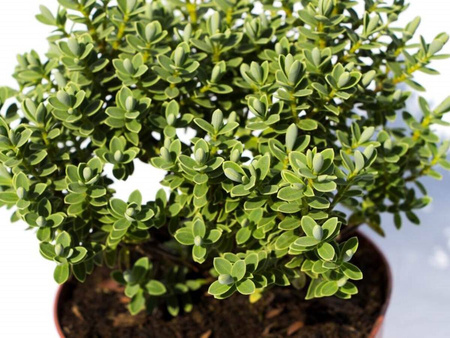 Hebe Veronica Zimozielone - 9 szt. pakiet