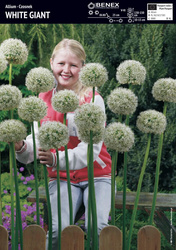 Czosnek White Giant 1 szt.