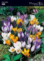 Krokus różne kolory Mix 30 sztuk