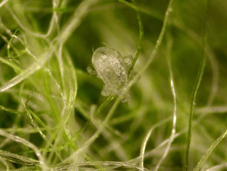 Dobroczynek gruszowy - opaski filcowe Vegano 10 szt.