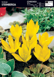 Sternbergia 1 szt.