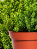 Hebe Green Globe Zimozielone -  15 szt. pakiet 