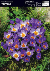 Krokus Tricolor 10 szt.